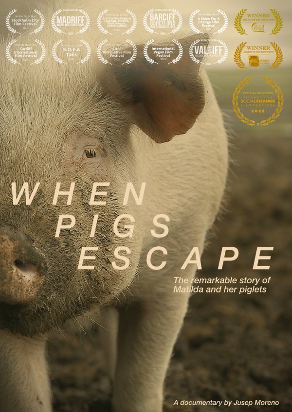 When Pigs Escape + Q&A Poster